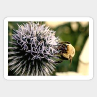 Small Globe Thistle With Bee 9 Sticker